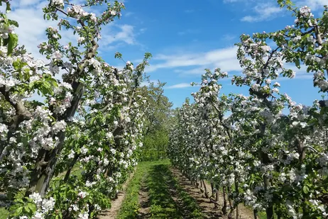 Blühende Apfelbäume