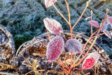Gefrorene Heidelbeeren